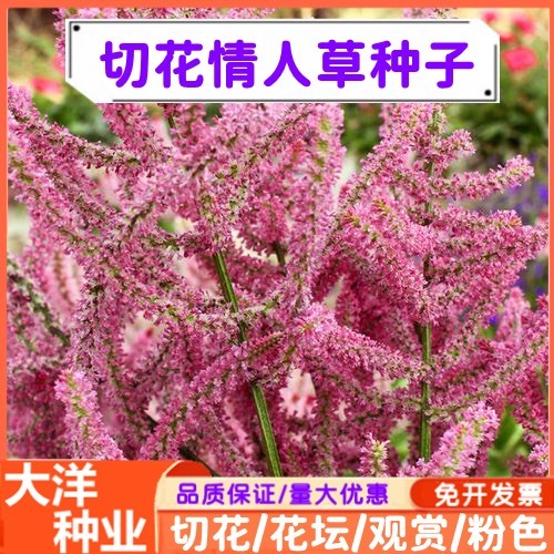 沭阳县情人草种子干切花花籽跳舞草四季易种植喜阳光盆栽庭院