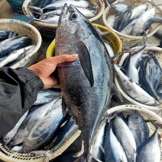 金枪鱼，又名炮弹鱼，白海里鱼源自于南海渔船起产的，辣椒焖鱼肉
