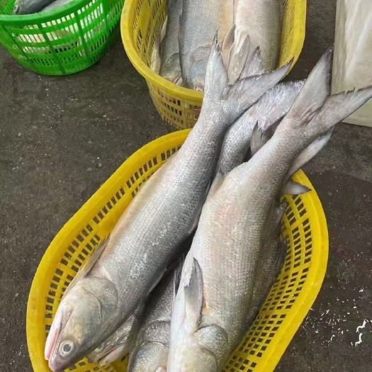 本港深海大马友鱼 天然马古鱼 4-5 斤重一条，可加工切片