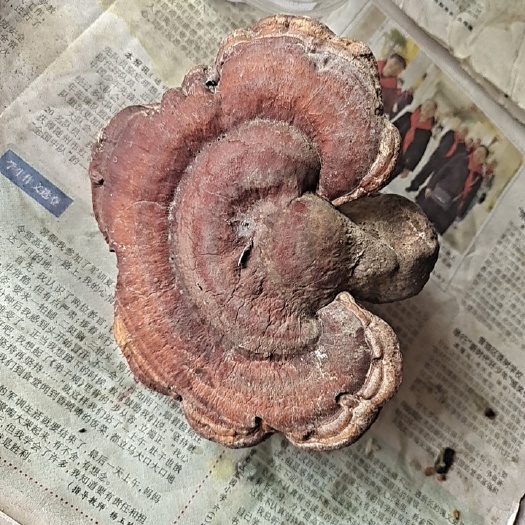广水市赤灵芝