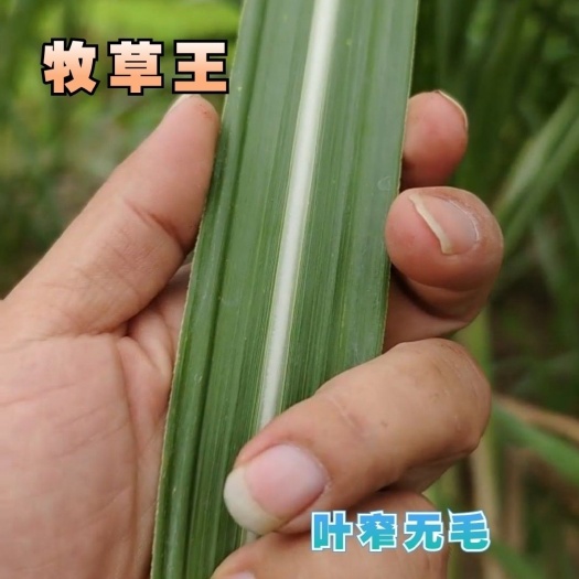 南宁牧草王高糖高营养0.8一牙，一件代发