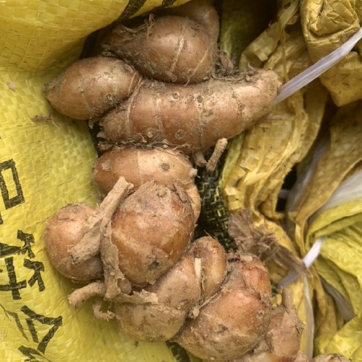 化州市沙姜市场货源