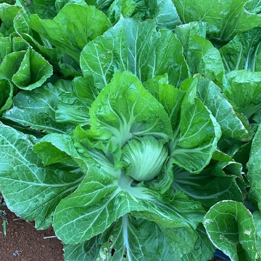 平乐县优质的芥菜有25万斤