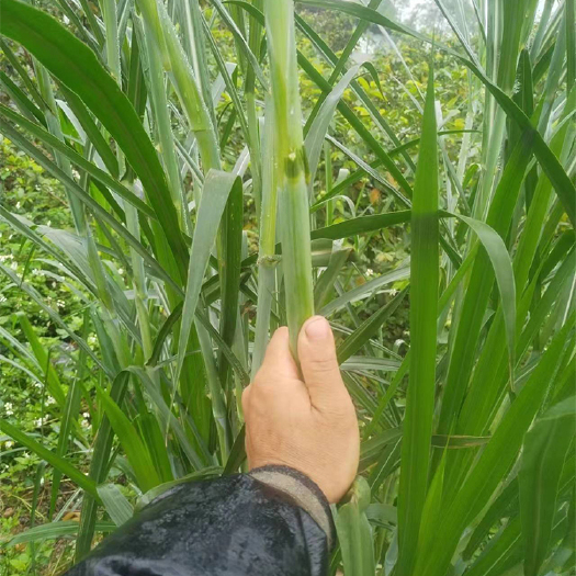 南宁无毛甜象草0.11一牙，纸箱保湿发货
