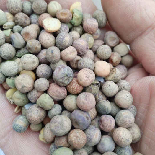张北县高原产大颗粒麻碗豆，用于芽苗菜、碗豆籽、酒曲、鸟粮。