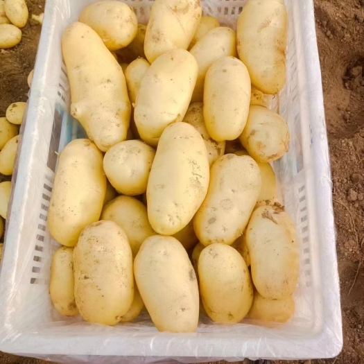 沂水县荷兰十五土豆，黄皮黄心，货源充足，支持全国物流发货