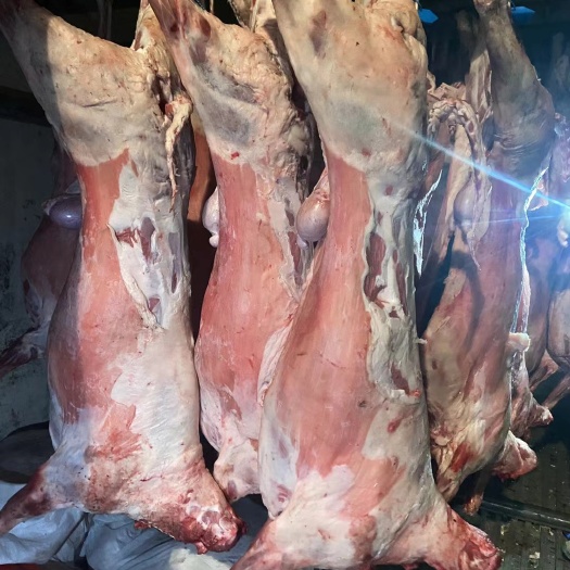 内蒙草地羊酮体带皮去皮，羊白条，羊腔子，烤全羊规格齐全纯干货