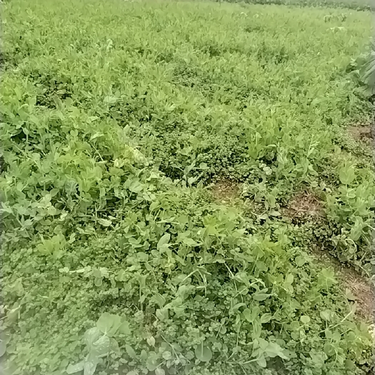 遂宁豌豆尖一叶一心