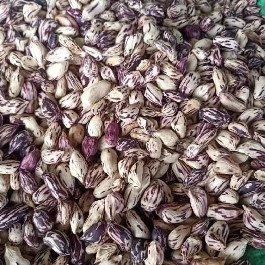 云南普洱七彩花生米 去壳花生米 颜色鲜艳 颗粒饱满可留种榨油