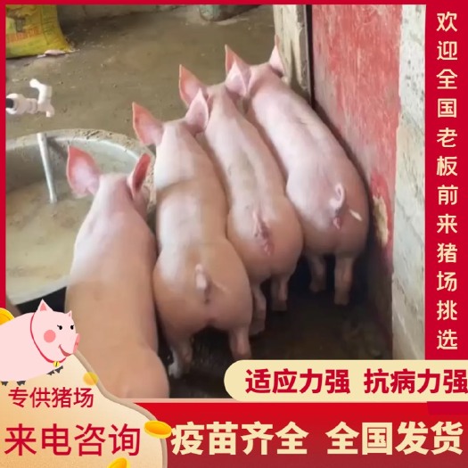 淄博【荐】猪苗 三元仔猪 猪场出售 防疫齐全 免费送猪到家