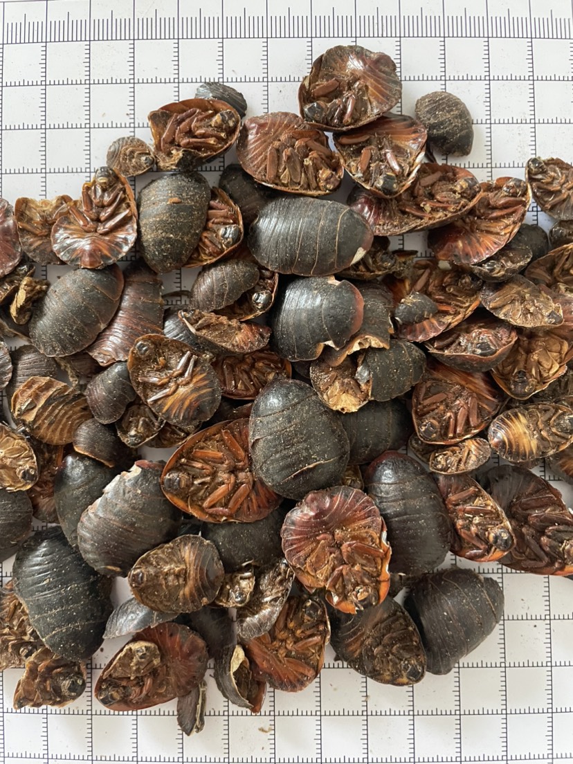 土元 中药材批发供应土鳖虫 中选货