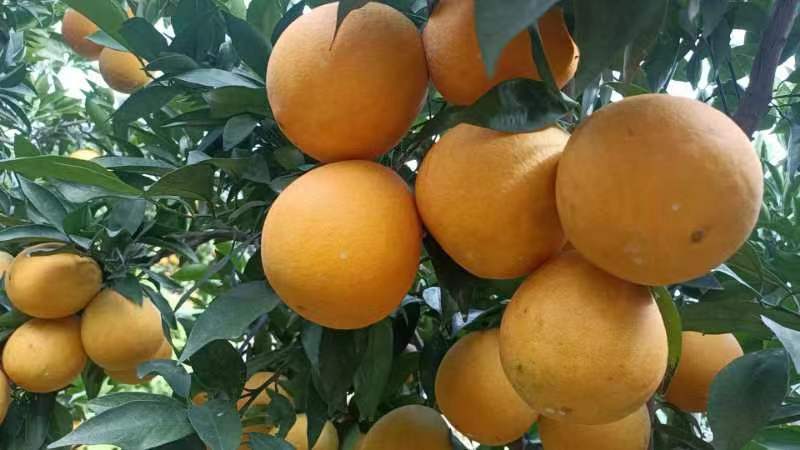 信丰县江西赣州信丰县果园出租
