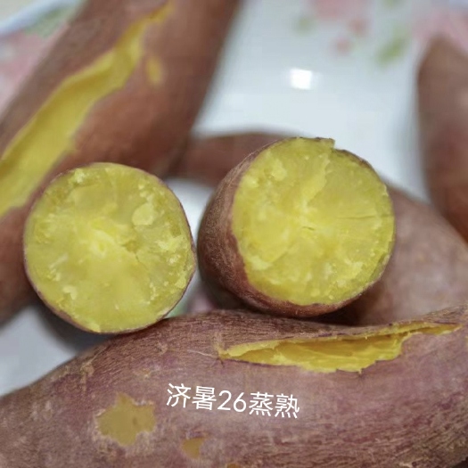 济暑26，也叫板栗薯