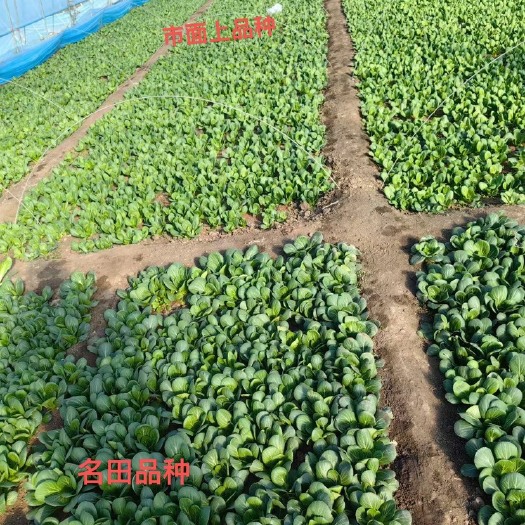 郑州亩产8000斤 上海青种子 小白菜种子 特别绿，抗病好产量高