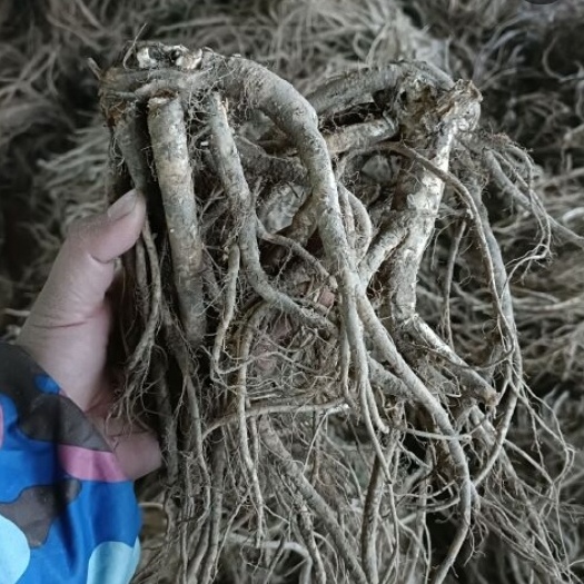 百花前胡