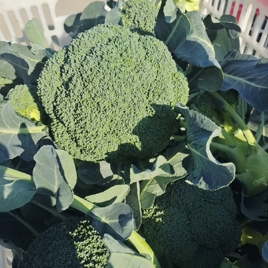 三门县西兰花