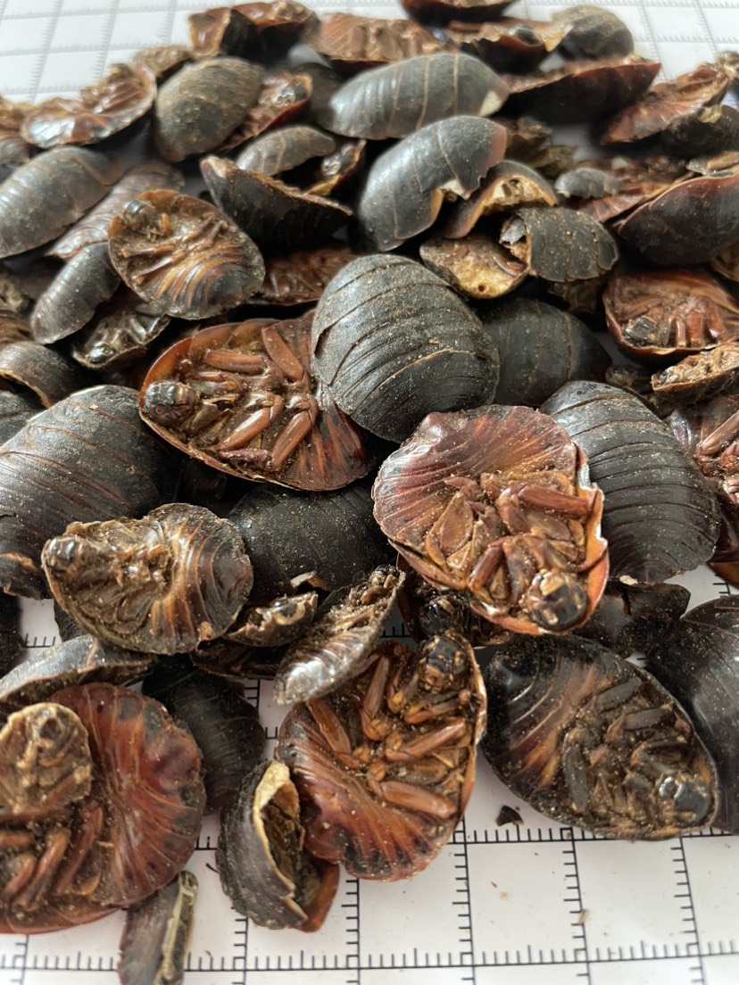 土元 中药材批发供应土鳖虫 中选货