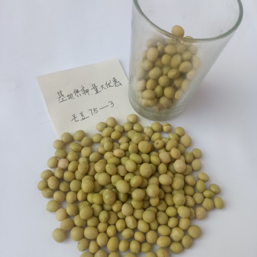 鸡泽县毛豆种子