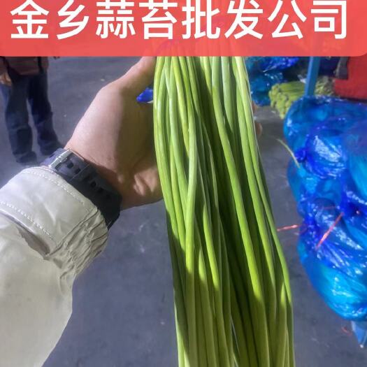 蒜薹，金乡红帽大量上市，本公司蒜苔商会指定储存处！