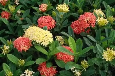 普宁市龙船花 龙船花苗 大叶龙船花 品种 高约15-20厘米黄