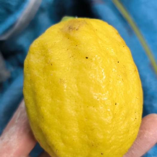 英德市柠檬