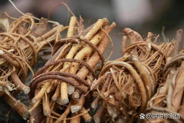 上林县广西细叶五指毛桃鲜根，专做中大根鲜货，谢绝还价