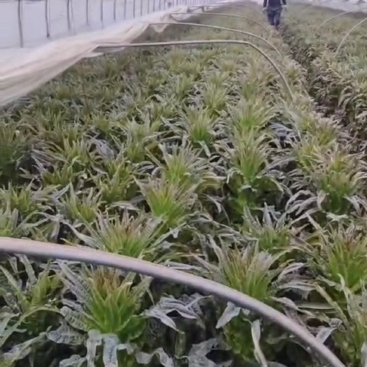 宿州红叶莴苣，自家种的，可视频验货