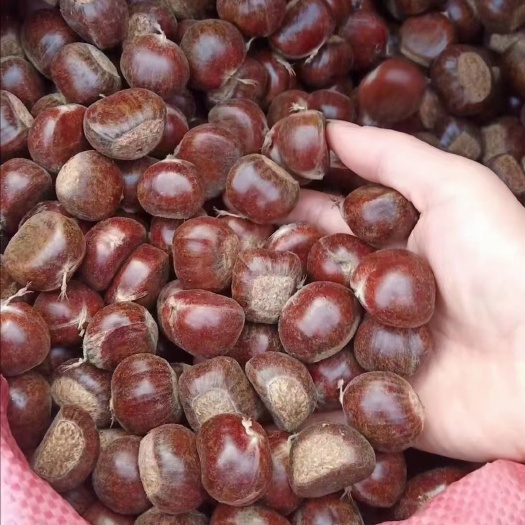  板栗