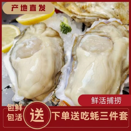 连云港现捕特大生蚝鲜活大牡蛎带壳贝类海蛎子鲜活海鲜水产