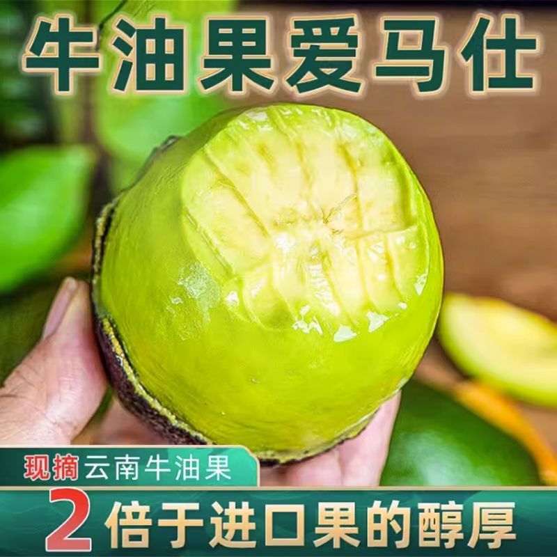 【包熟无坏】现摘云南牛油果新鲜批发辅食水果国产哈斯非