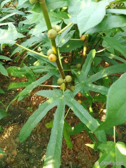 上林县广西细叶五指毛桃鲜根，生态，专做中大根鲜货，香，谢绝还价