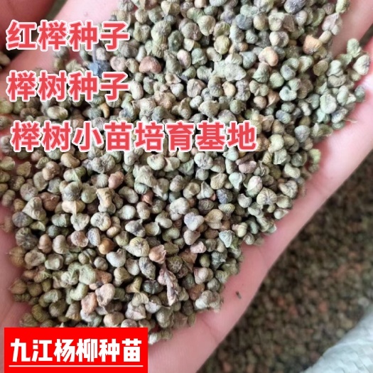 九江红榉种子 榉树种子 新种子价格 落叶彩叶树种 产地批发价格