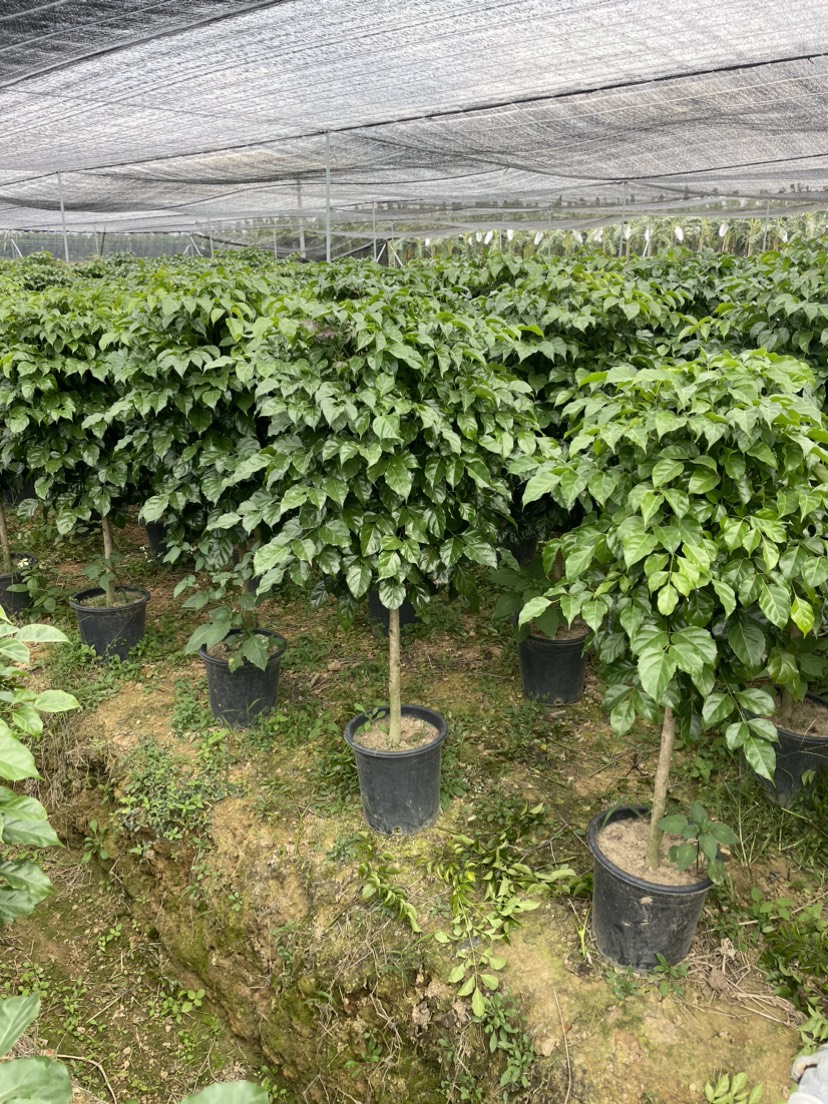 幸福树绿宝种植
