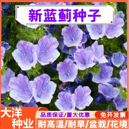 沭阳县蓝蓟种子 庭院花园阳台四季开花盆栽景观绿化开花密集