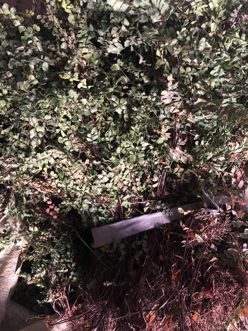 铁线草