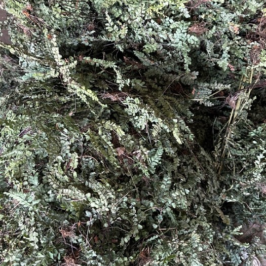 仙居县铁线草