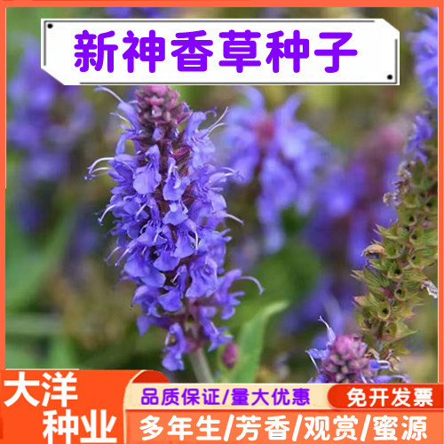神香草种子香草花卉植物牛膝草柳薄荷种子多年生香料四季播种