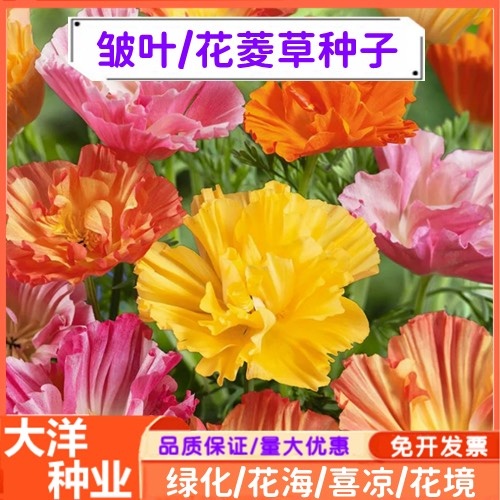 沭阳县花菱草种子 皱叶花菱草花籽园林绿化景观绿化春秋播种花籽