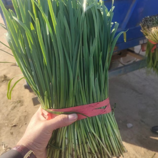 乐亭县韭菜。二刀大量上市