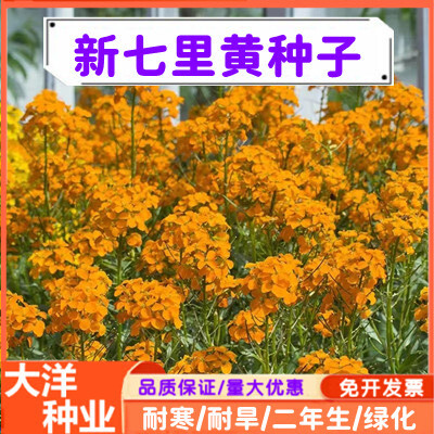 沭阳县七里黄种子 四季易活庭院种植工程绿化耐寒黄色花海植物籽