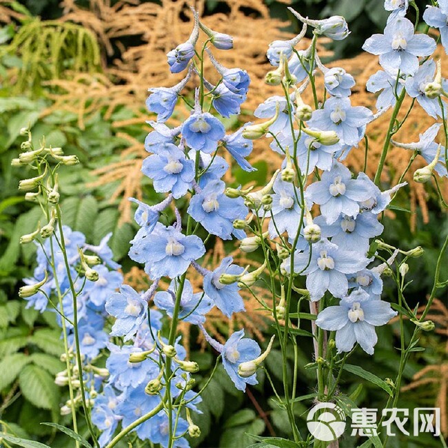 千鸟草种子工程景观观赏花卉小飞燕草四季庭院阳台种植盆栽