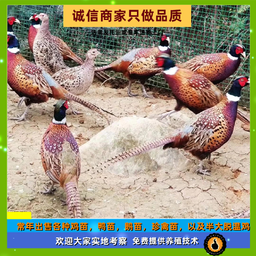 衡阳出售七彩山鸡苗刚出壳小鸡苗人工饲养的量大优惠雏鸡苗