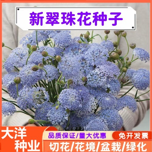 翠珠花种子室外阳台庭院盆栽切花观赏花卉四季易种易活花种子