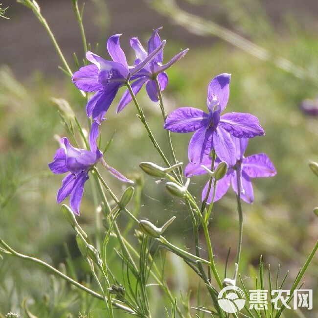 千鸟草种子工程景观观赏花卉小飞燕草四季庭院阳台种植盆栽