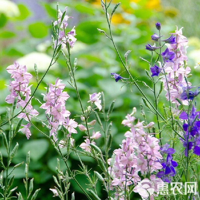 千鸟草种子工程景观观赏花卉小飞燕草四季庭院阳台种植盆栽