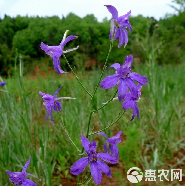 千鸟草种子工程景观观赏花卉小飞燕草四季庭院阳台种植盆栽