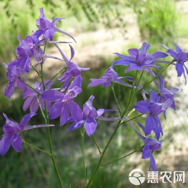 千鸟草种子工程景观观赏花卉小飞燕草四季庭院阳台种植盆栽