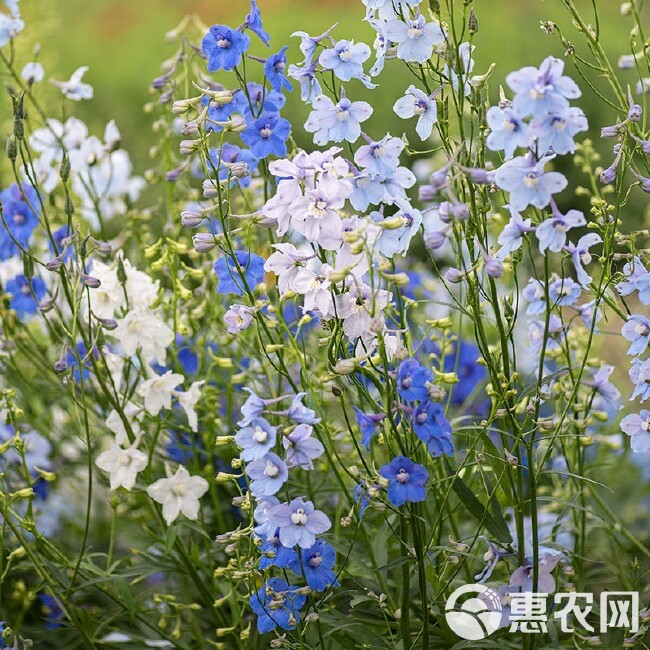 千鸟草种子工程景观观赏花卉小飞燕草四季庭院阳台种植盆栽