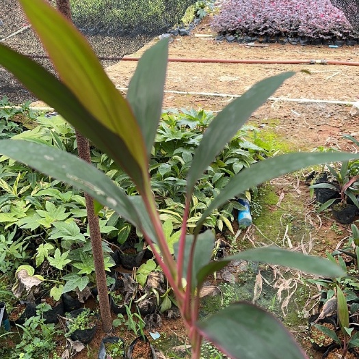 桂林红叶铁
