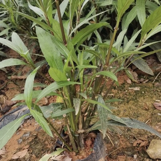 桂林翠芦莉